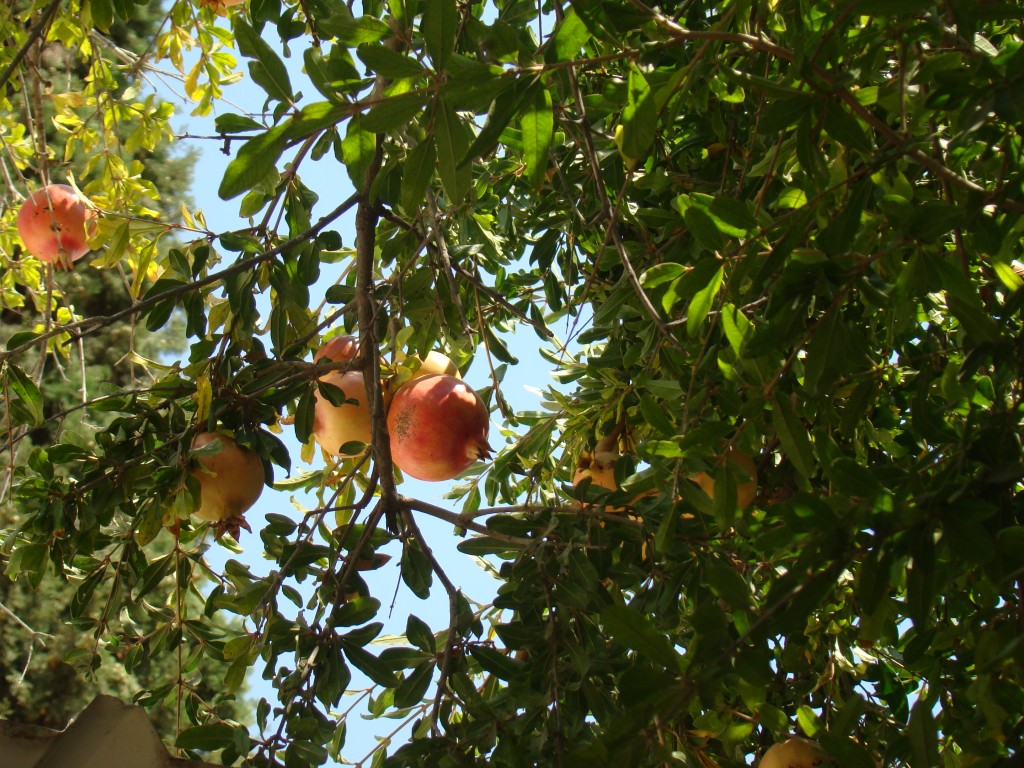 Pomegranate Trees (2)