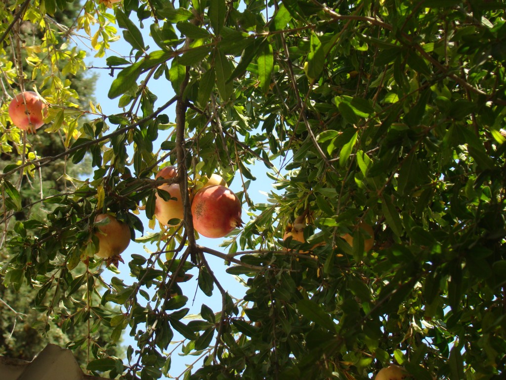 El árbol de vida