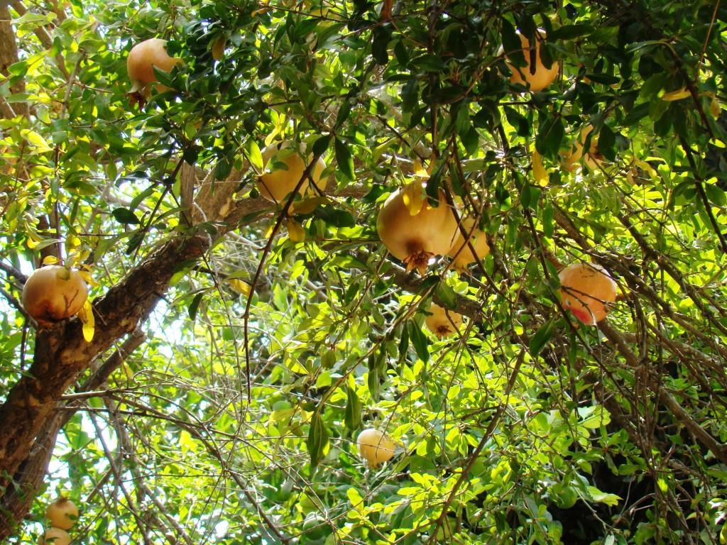 Pomegranate Trees (1)