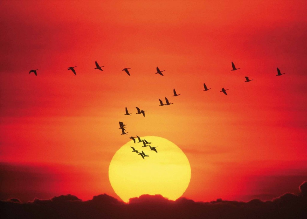 gansos volando (Public domain)
