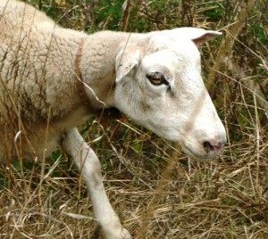 sheep