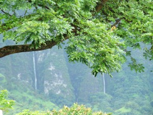 El Arbol de la Vida