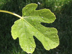 figleave