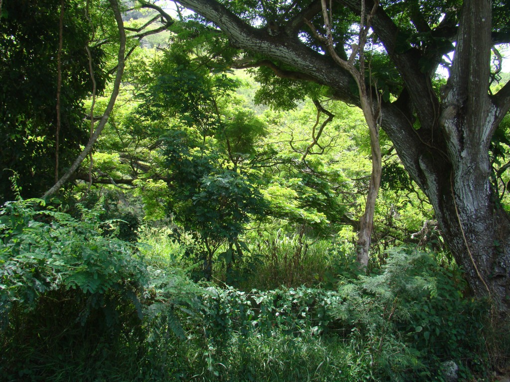 DSC08034