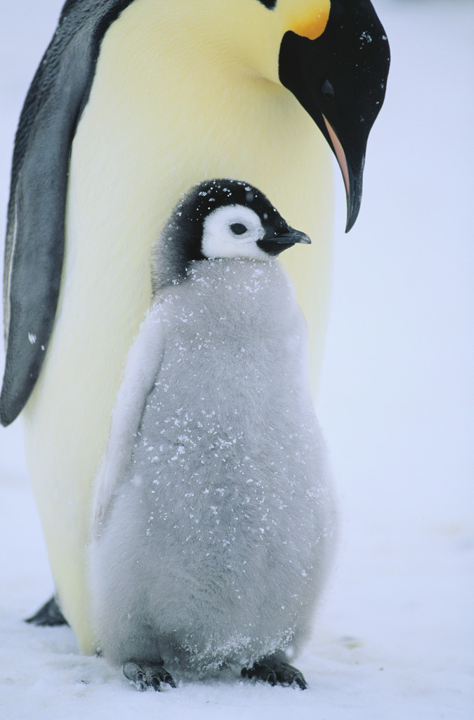 Penguin and baby