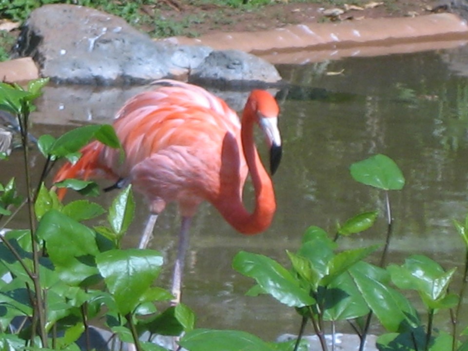 HonoluluZoo
