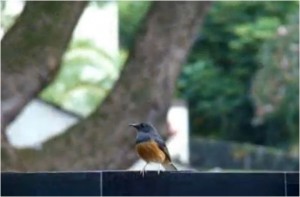 birds