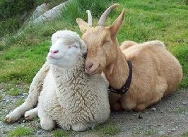 sheep and goats