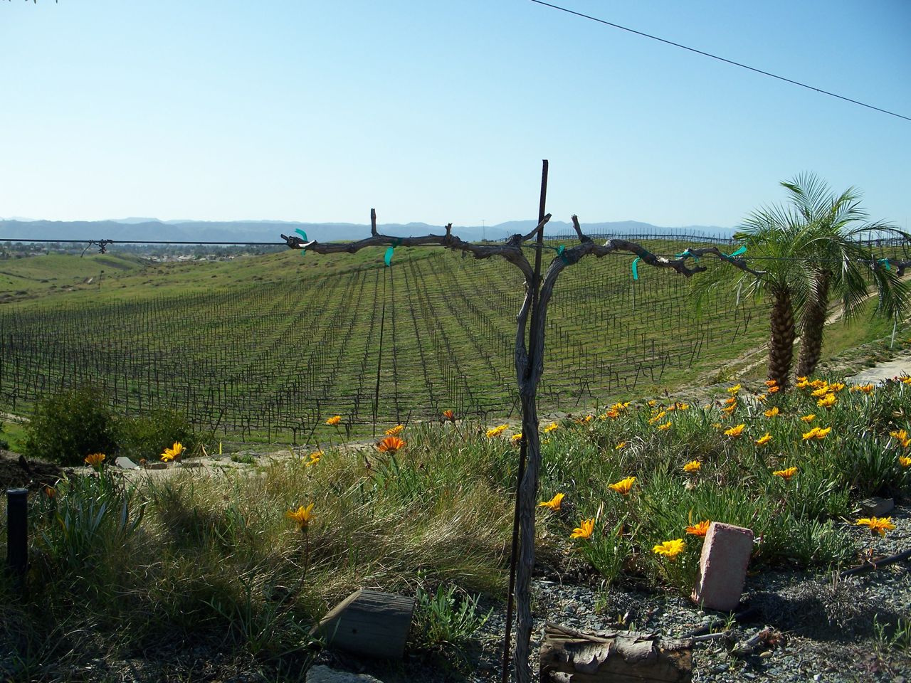 vineyard