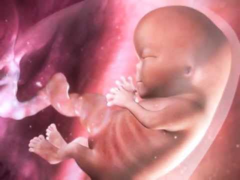 babyfetus