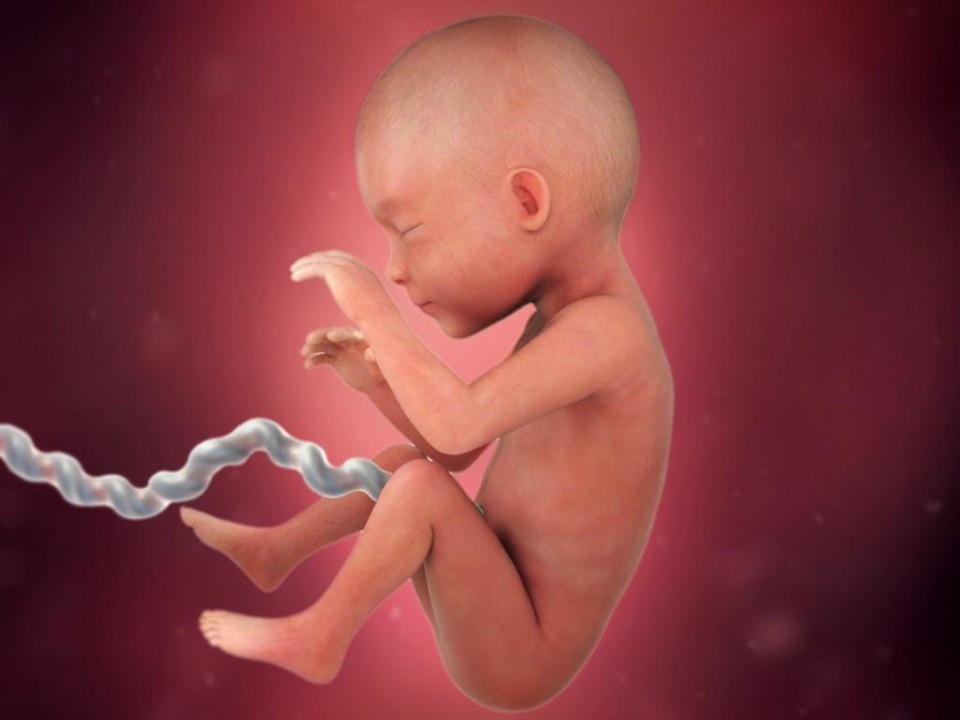 pregnancy-week-25-baby-fat_4x3